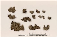 藏品(緣毛梅衣屬)的圖片